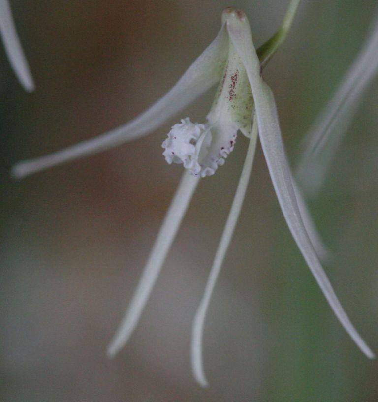 Dendrobium teretifolium
