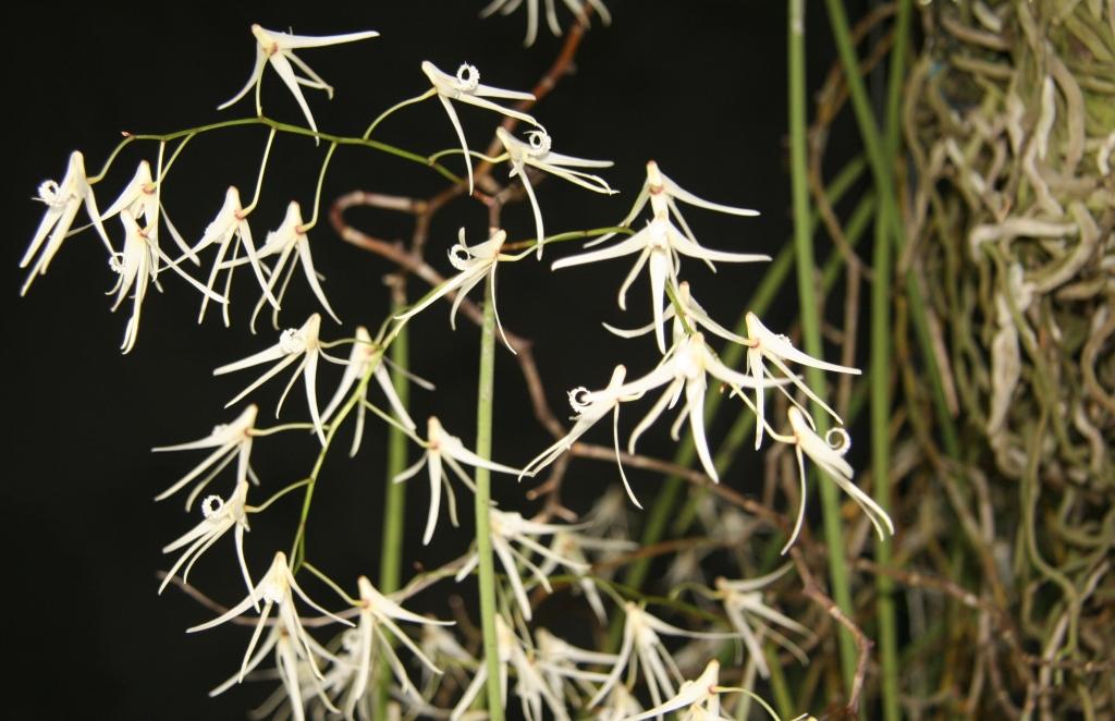 Dendrobium teretifolium var. fasciculatum - photo 2