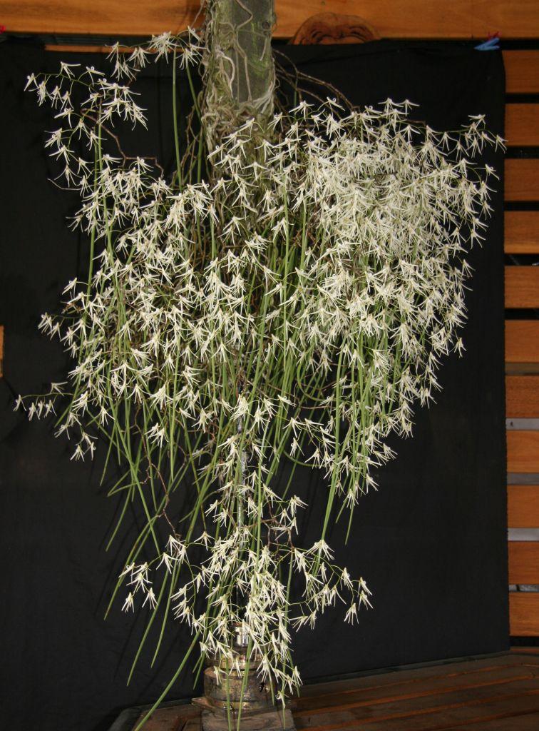 Dendrobium teretifolium