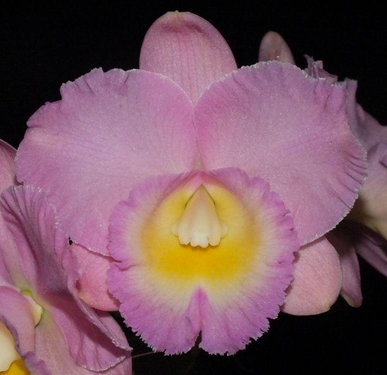 Rlc Lakehaven Pearl