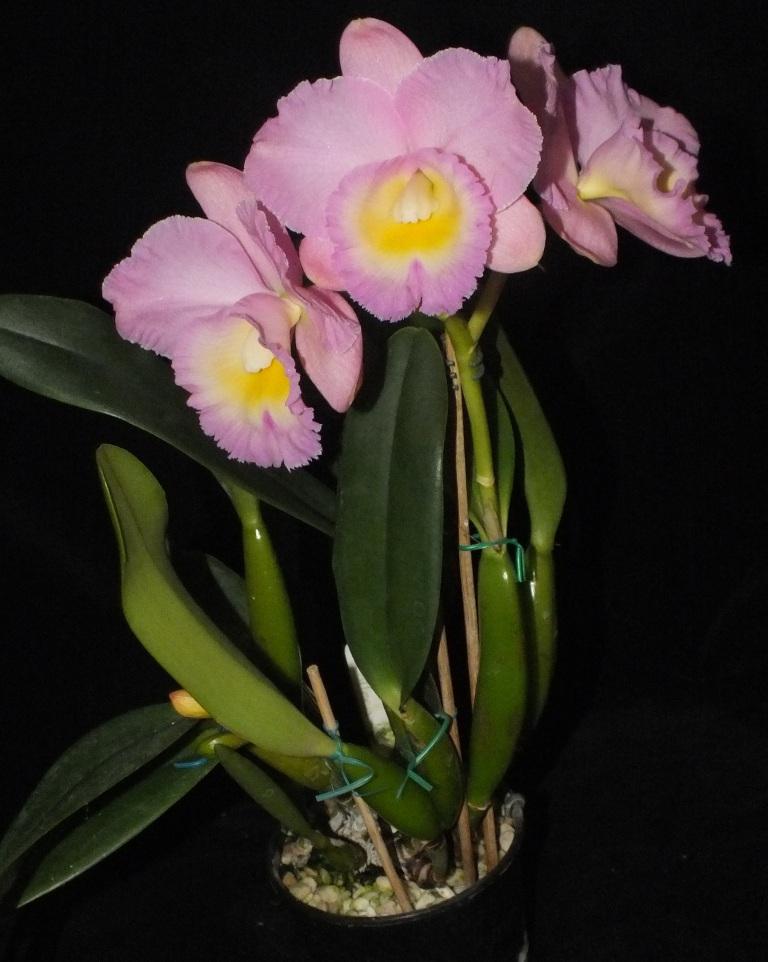 Rhyncholaeliocattleya Lakehaven Pearl - photo 2