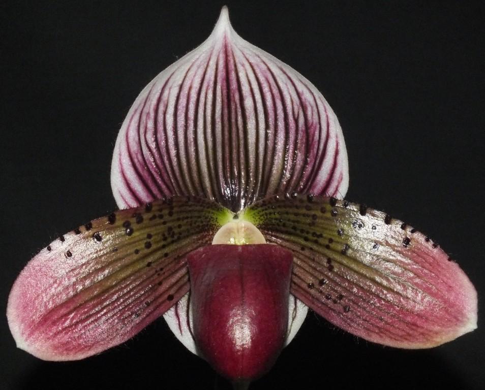Paph Hsinying Malone'Yeowie'
