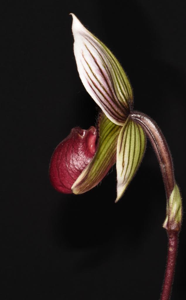 Paphiopedilum Hsinying Malone'Yeowie' - photo 2