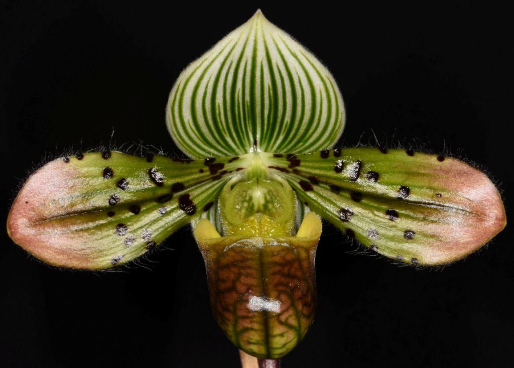 Paphiopedilum venustum