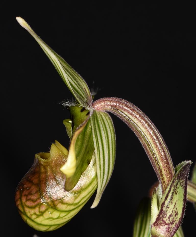 Paphiopedilum venustum - photo 2