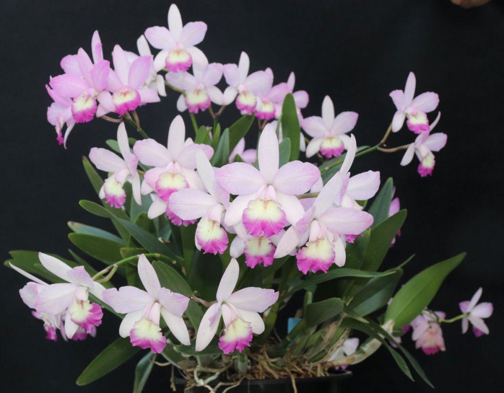 Grt Selsal's Little Jewel