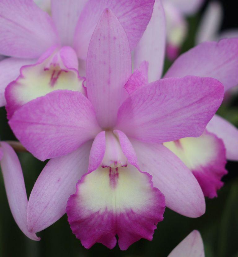 Cattlianthe Selsal's Little Jewel - photo 2