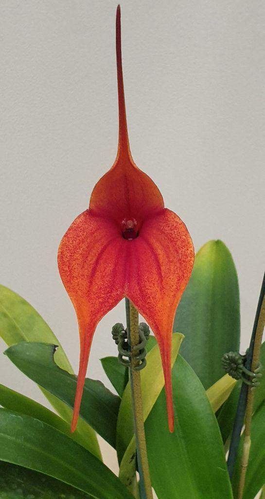 Masd Peppermint Touch