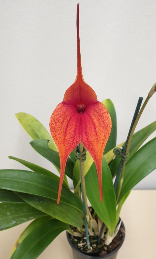 Masdevallia Peppermint Touch - photo 2