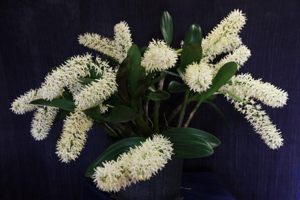 Dendrobium speciosum