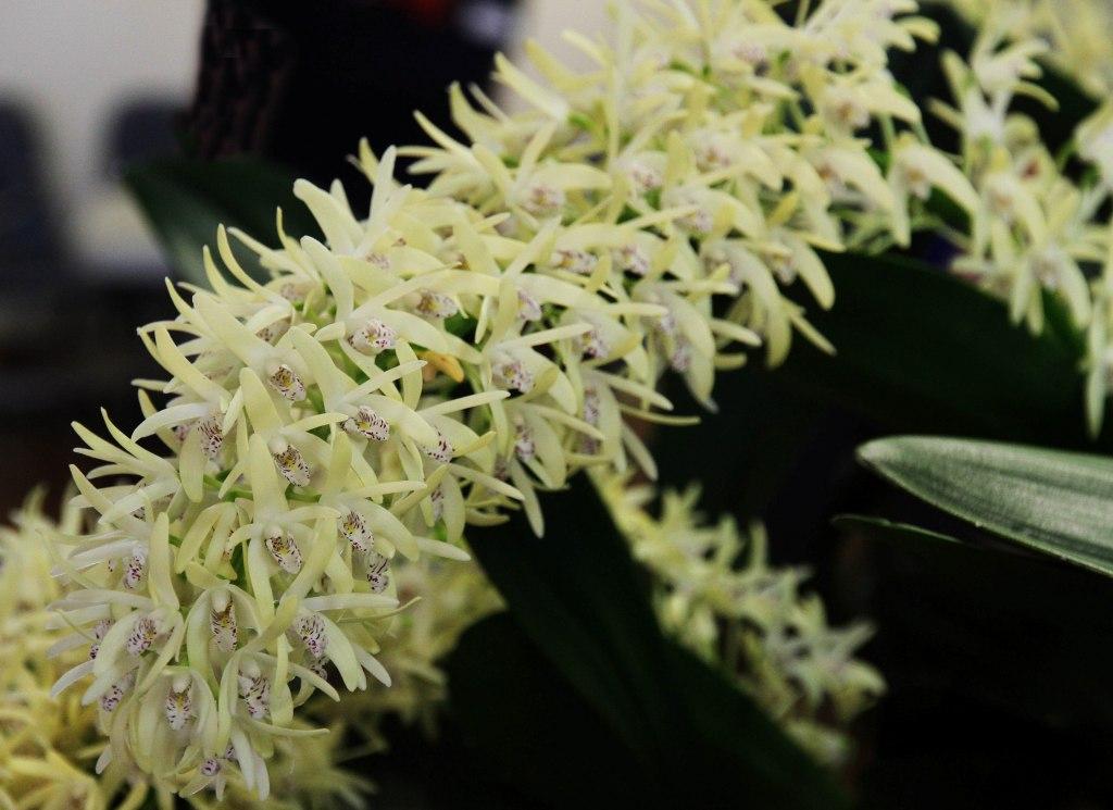 Dendrobium speciosum var. boreale - photo 2