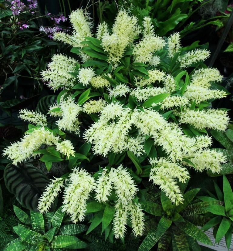 Dendrobium jonesii var. jonesii - photo 2