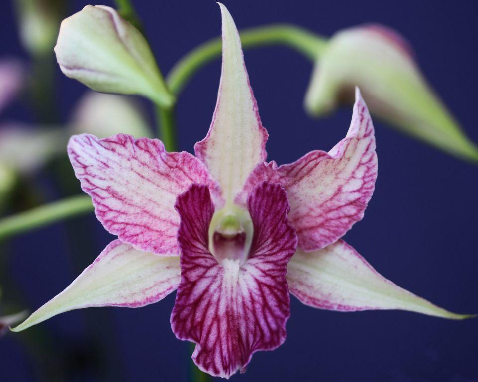 Dendrobium Sherry Abe