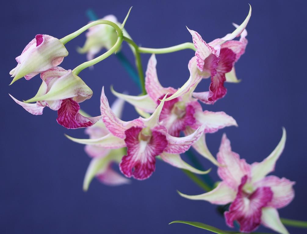 Dendrobium Sherry Abe - photo 2