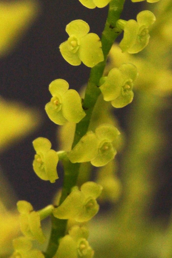 Stelis papaquerensis