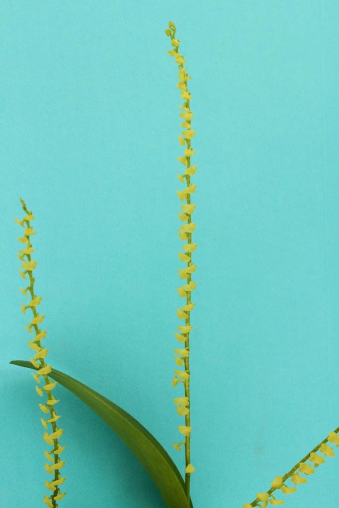 Stelis papaquerensis - photo 2