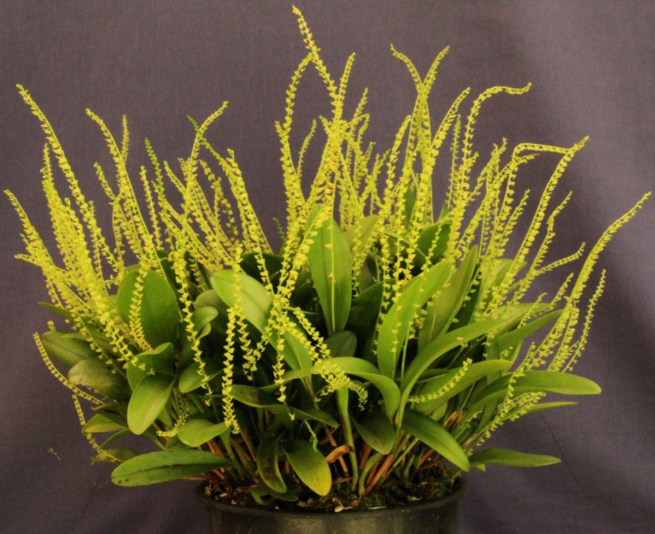 Stelis papaquerensis