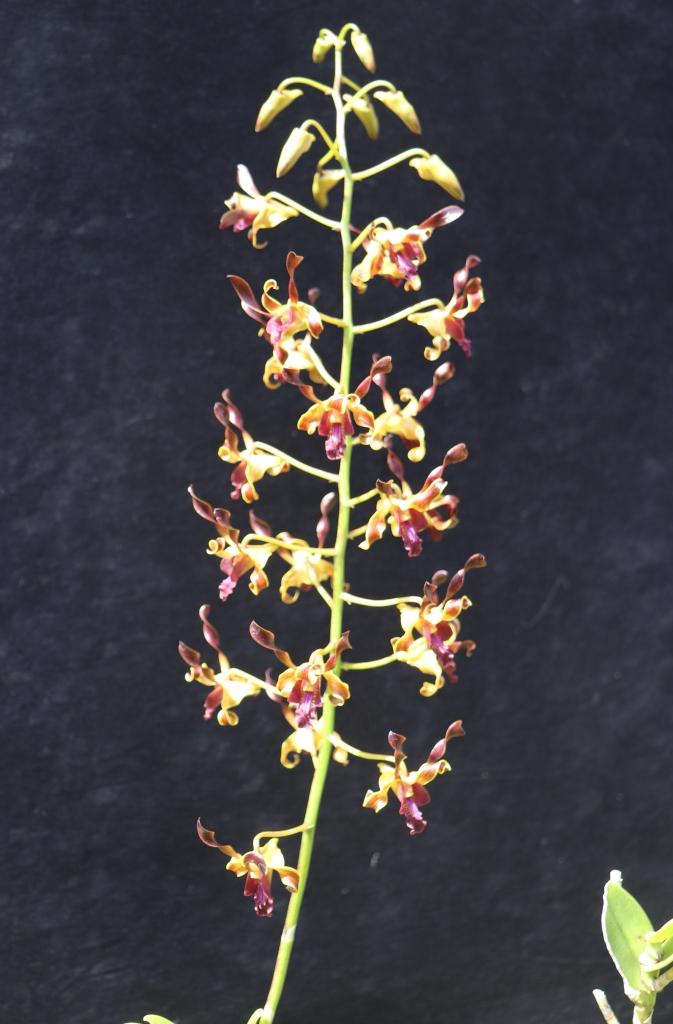 Dendrobium Val's Pride - photo 2