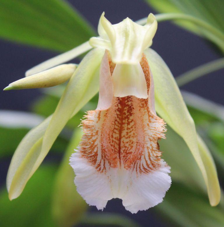 Coelogyne speciosa subsp. speciosa