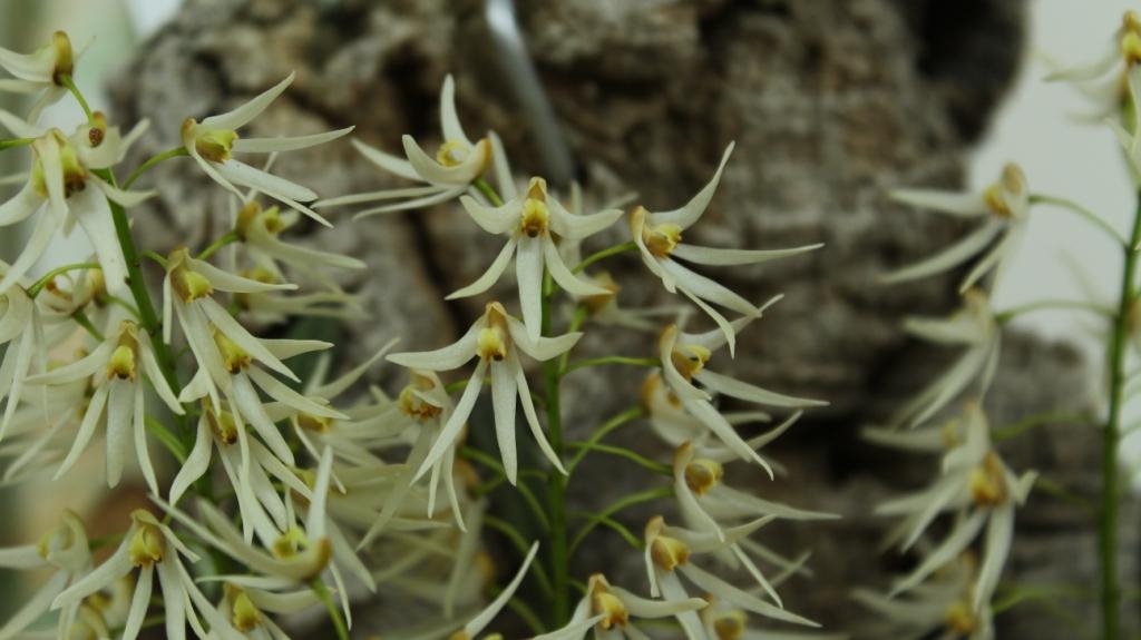 Dendrobium Edric - photo 2