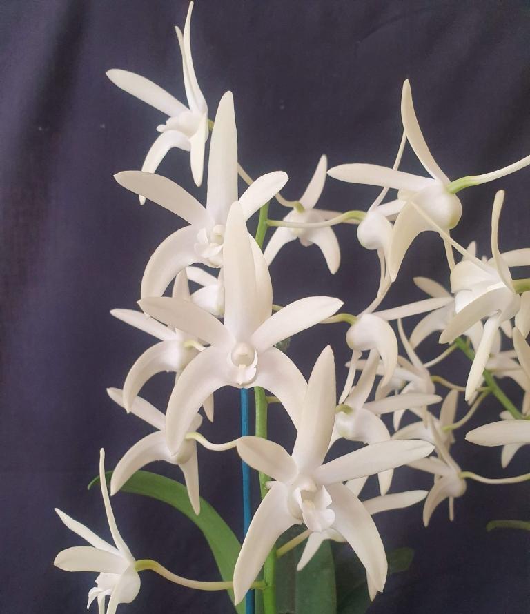 Dendrobium Samford Snow - photo 2