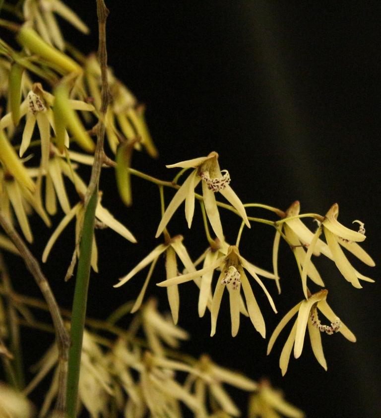 Dendrobium Wamberal - photo 2