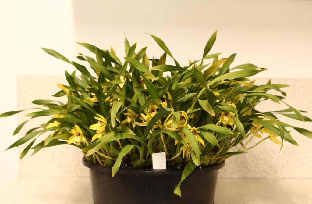 Maxillaria chrysantha