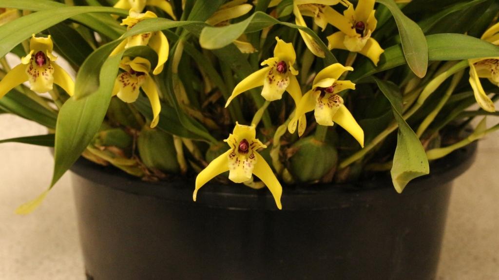 Maxillaria chrysantha - photo 2