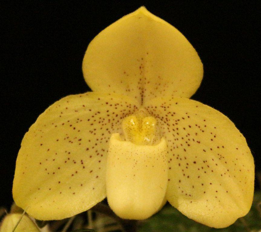 Paphiopedilum concolor