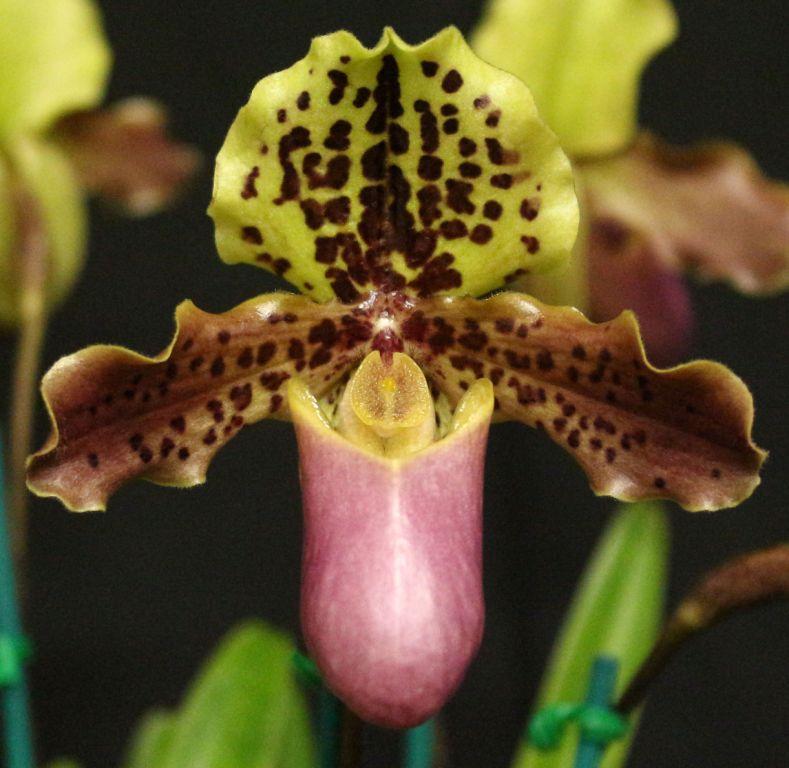 Paphiopedilum henryanum