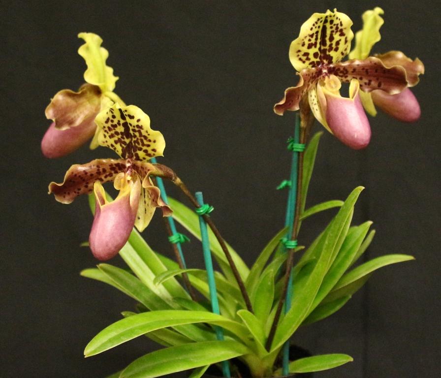 Paphiopedilum henryanum - photo 2