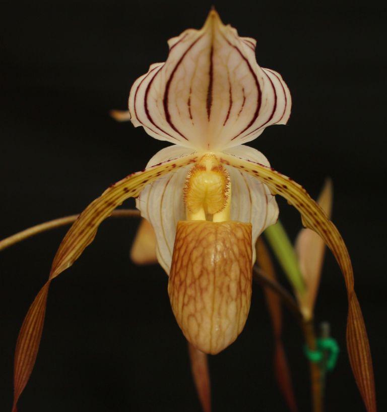 Paph Mount Toro