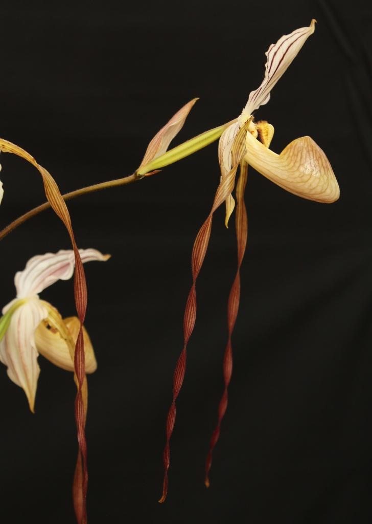 Paphiopedilum Mount Toro - photo 2