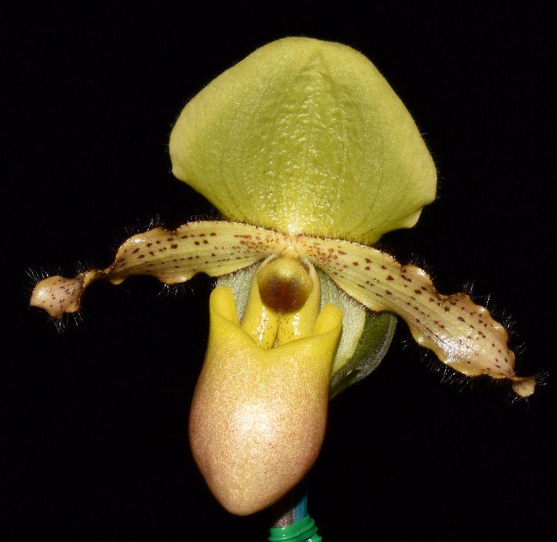 Paph Pinocchio