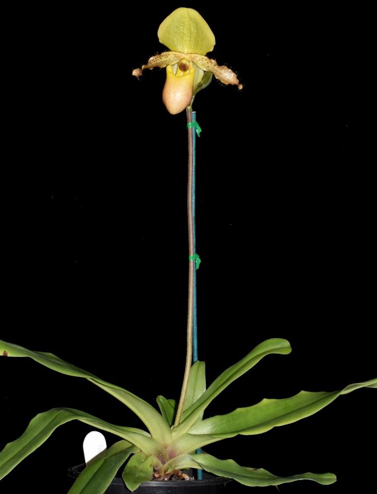 Paphiopedilum Pinocchio - photo 2