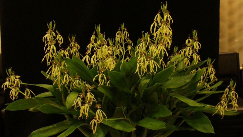 Prosthechea cochleata