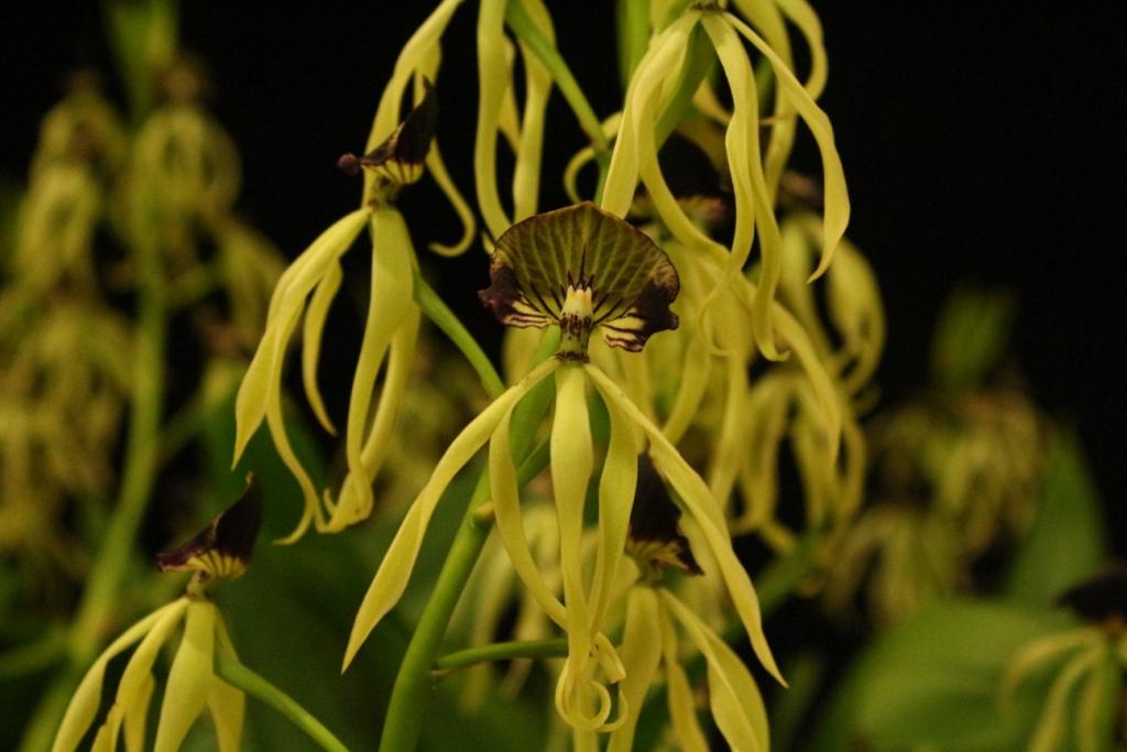 Prosthechea cochleata var. triandra - photo 2