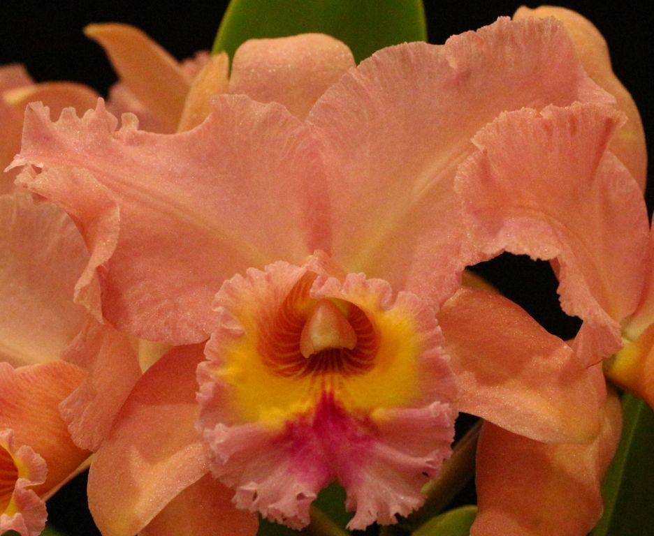 Rlc George King