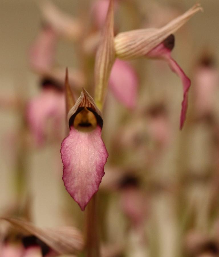 Serapias lingua subsp. lingua - photo 2