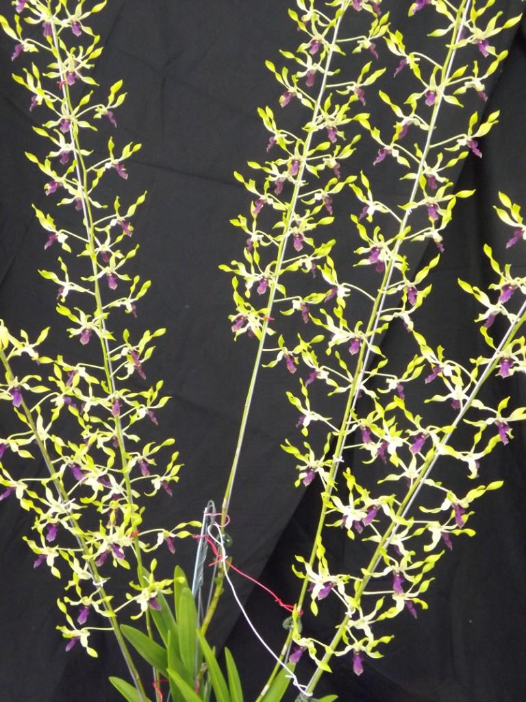 Dendrobium Memoria Joan Laffey - photo 2