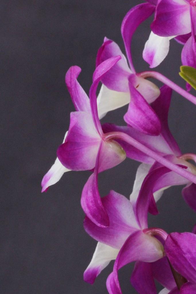 Dendrobium Hamana Lake - photo 2