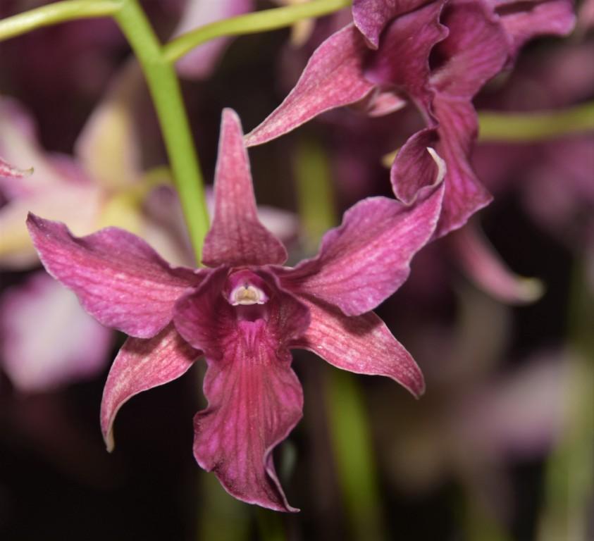 Den Hawaii Spectacular