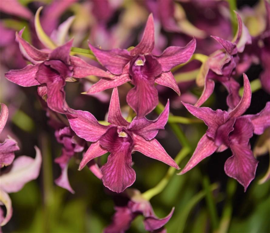 Dendrobium Hawaii Spectacular - photo 2