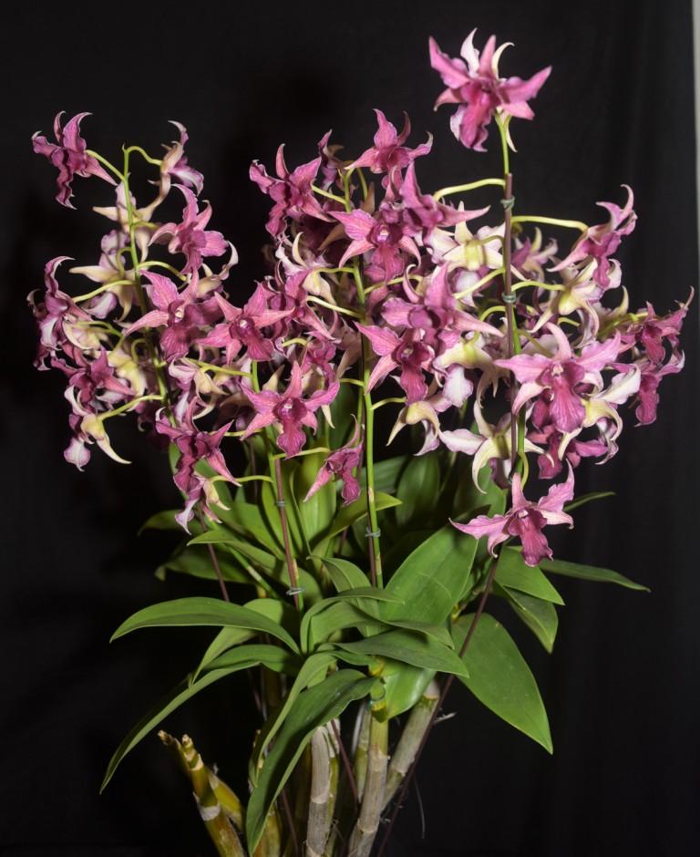 Dendrobium Hawaii Spectacular - ACC/AOC