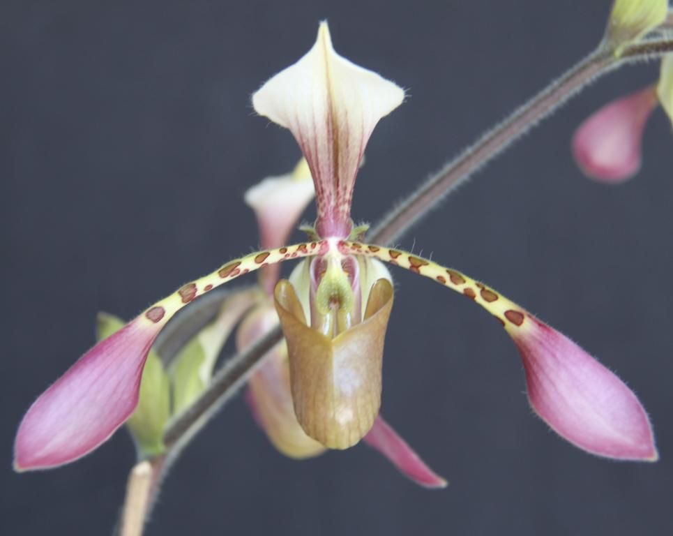 Paph Toni Semple