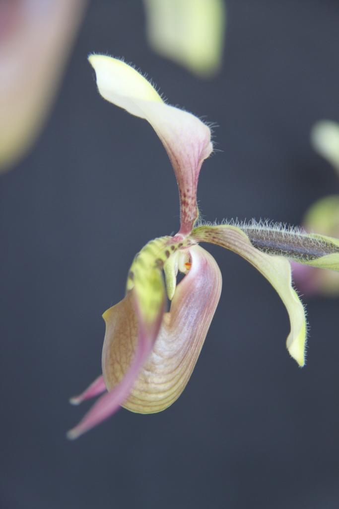 Paphiopedilum Toni Semple - photo 2