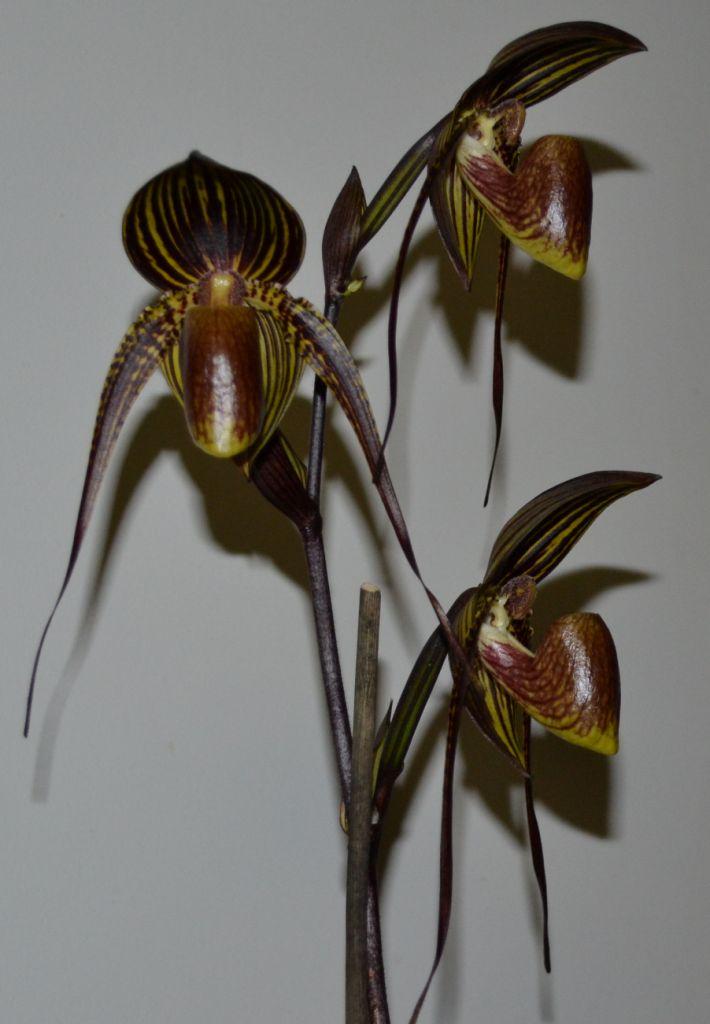 Paph Johanna Burkhardt