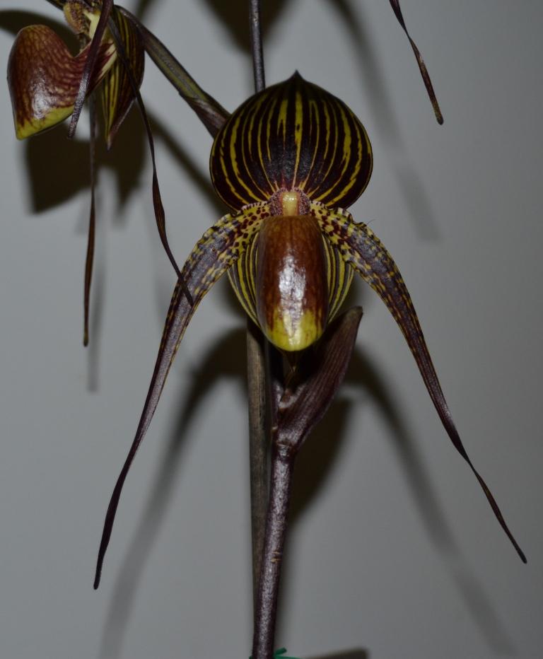 Paphiopedilum Johanna Burkhardt - photo 2