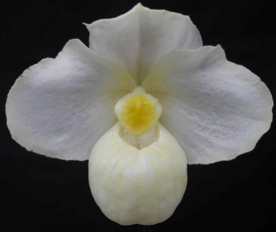 Paph Wossner Vollmond