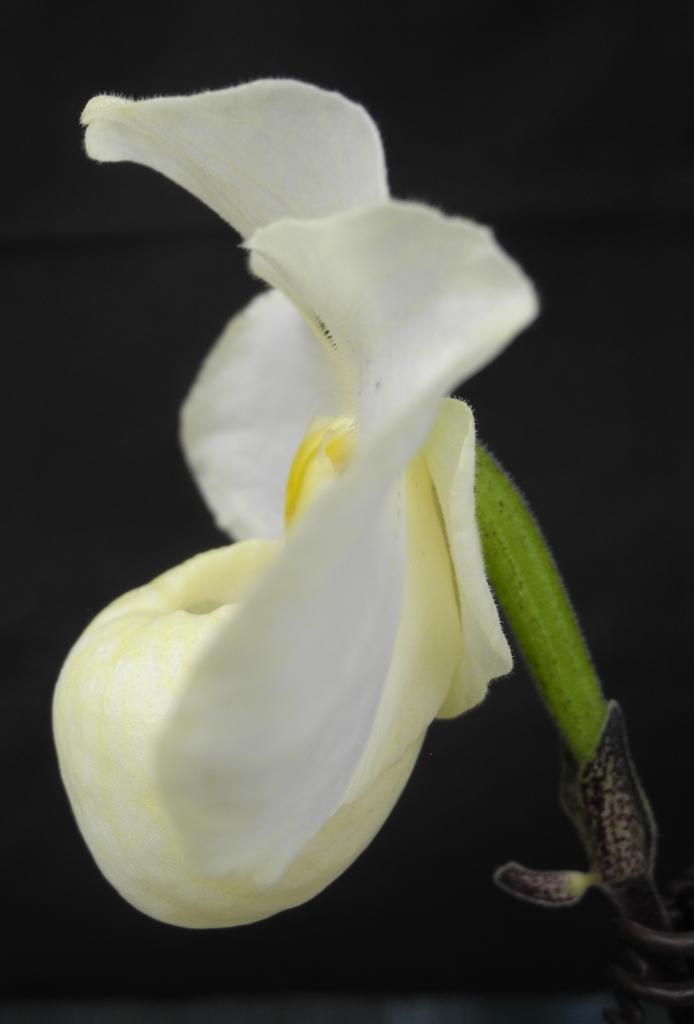 Paphiopedilum Wossner Vollmond - photo 2